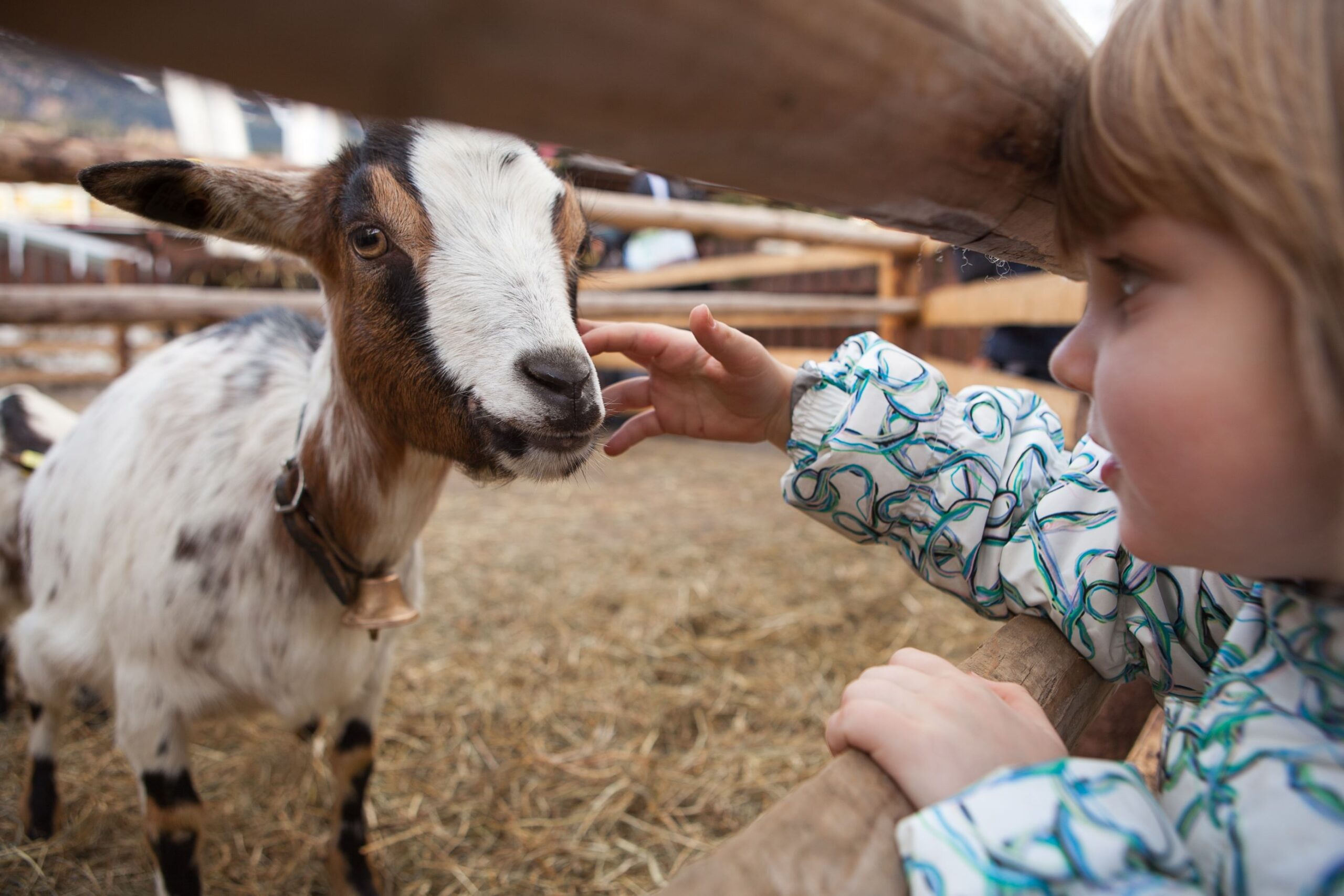 Livestock