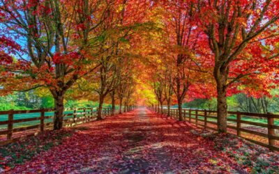Fall Festival